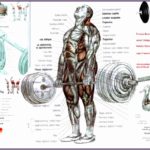 8 Body Building Exercise