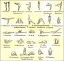 Hatha Yoga Beginner Poses