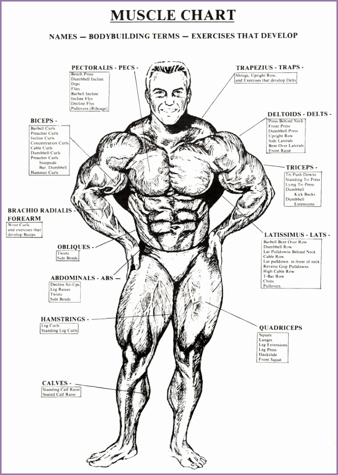 Muscle Chart Healthy Fitness Names Workouts Tricep Bicep Abs