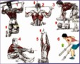 4  Bodybuilding Exercises Pictures Training